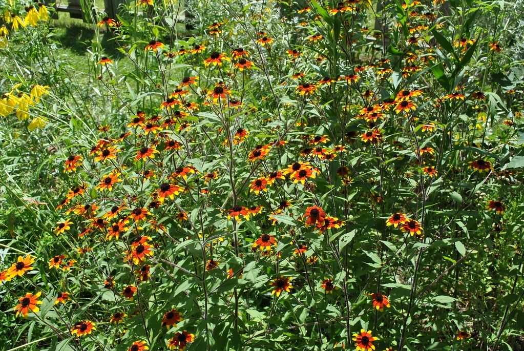 1598 original - Rudbeckia triloba - Brown-Eyed Susan