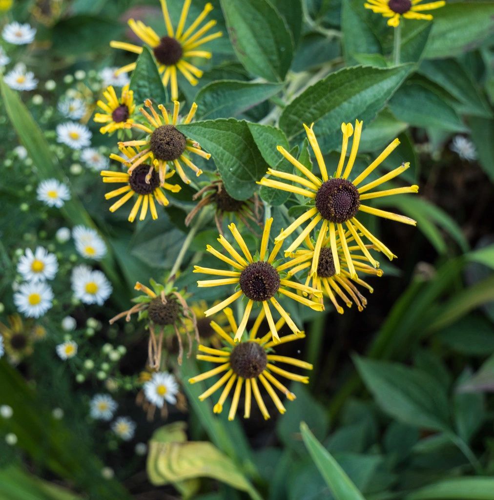 1601 original - Rudbeckia subtomentosa - Sweet Coneflower