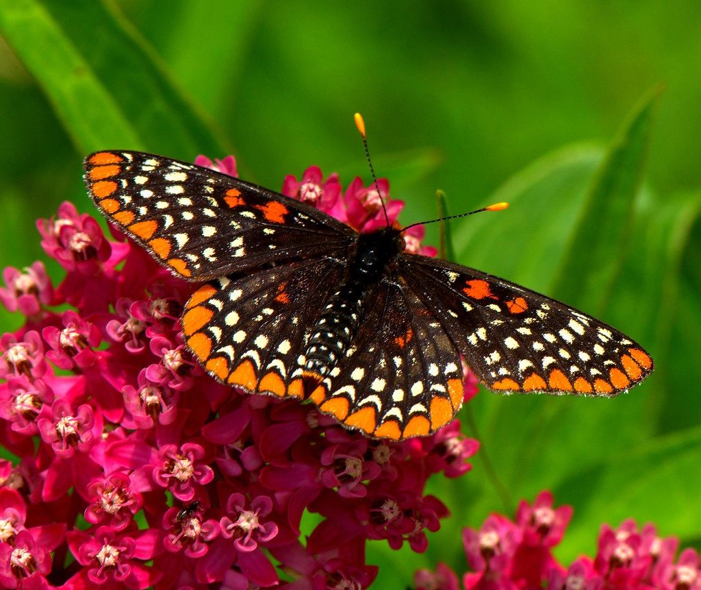 1655 original - Asclepias incarnata - Swamp Milkweed