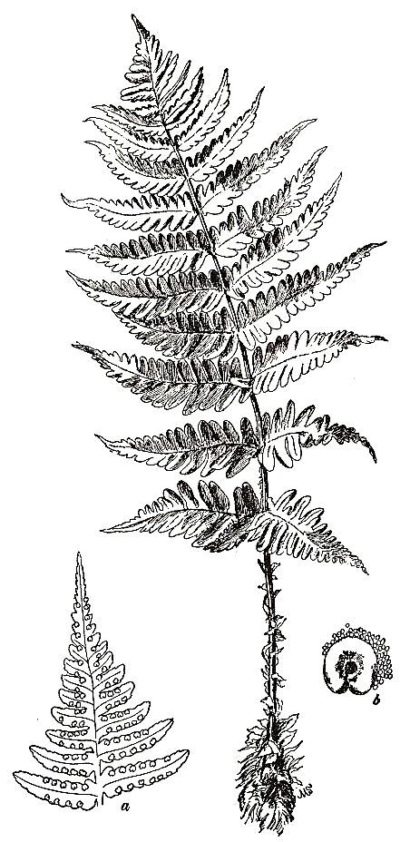 1659 original - Dryopteris marginalis - Evergreen Woodfern