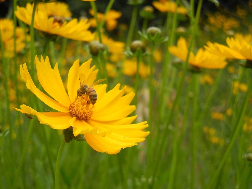 1665 original - Coreopsis lanceolata - Lance-leaved Coreopsis