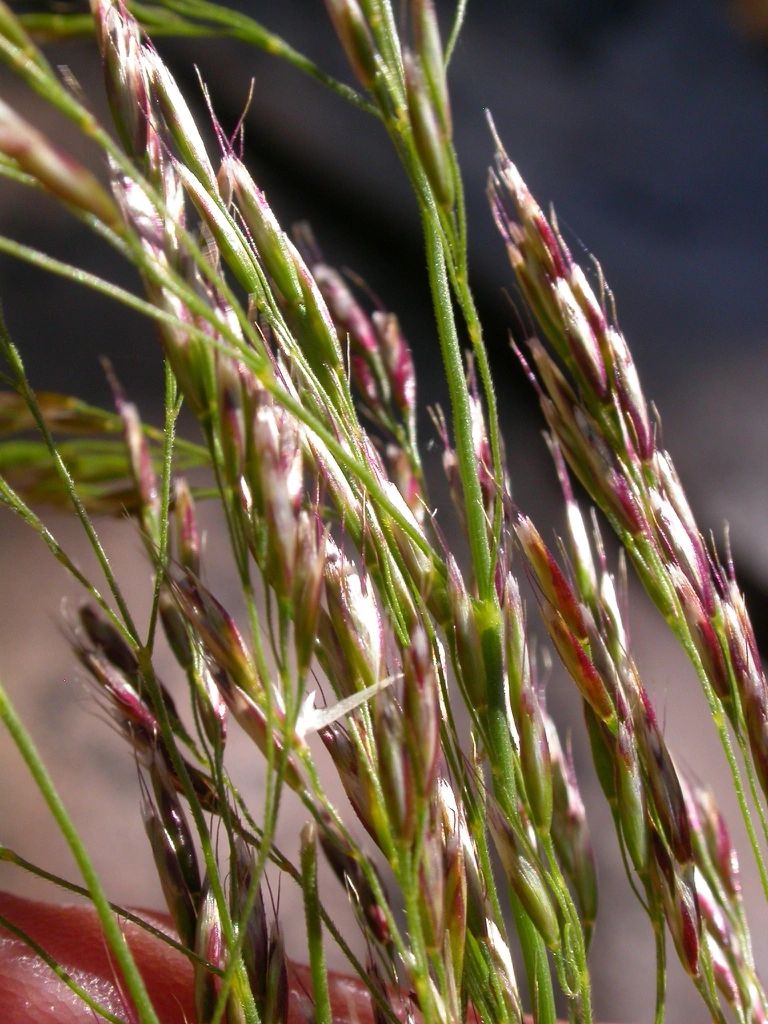 1667 original - Deschampsia cespitosa - Tufted Hairgrass