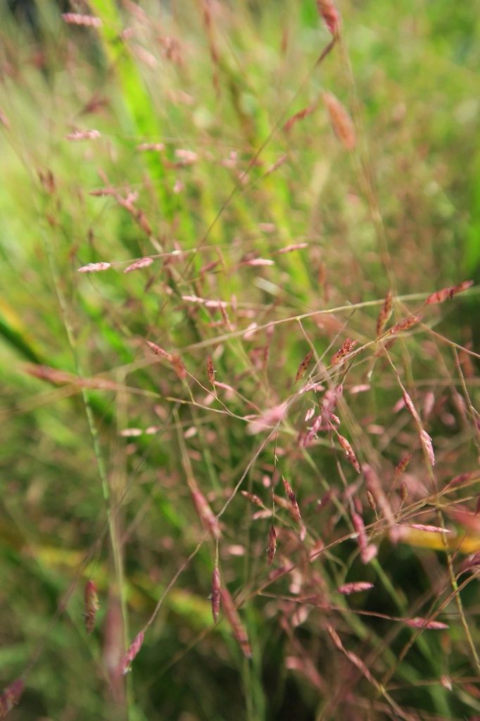 1669 original - Eragrostis spectabilis - Purple Love Grass