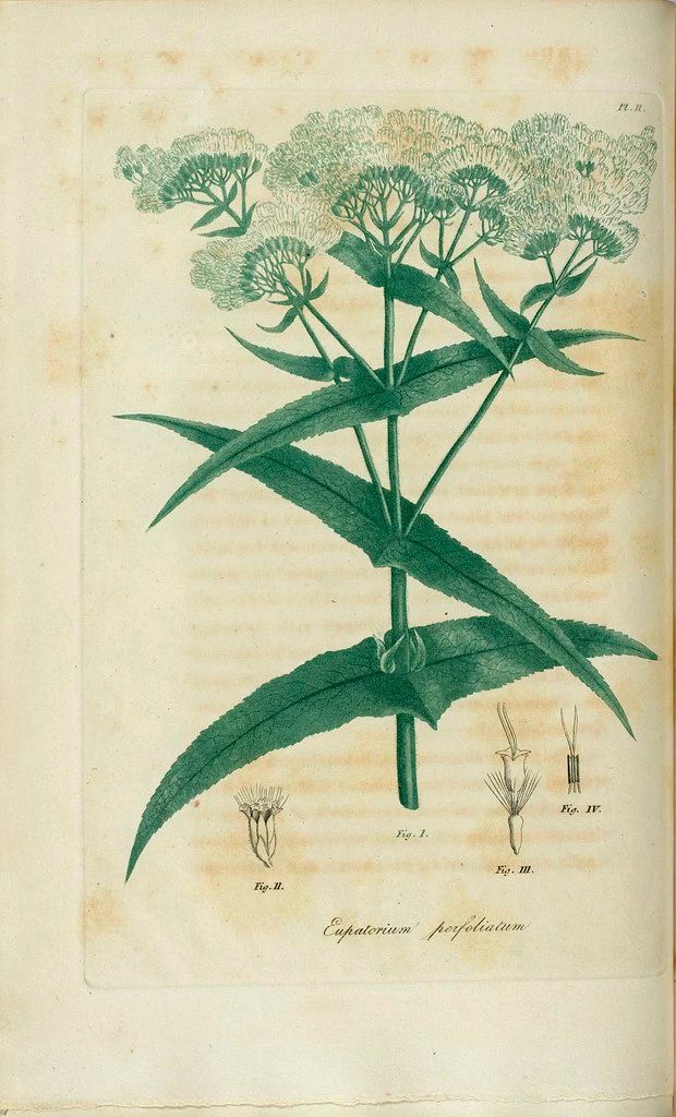 1672 original - Eupatorium perfoliatum - Common Boneset