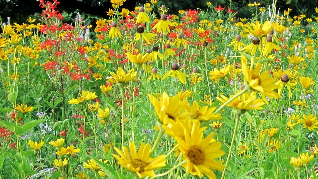 1678 original - Heliopsis helianthoides - Ox Eye Sunflower