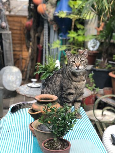 cat in the garden