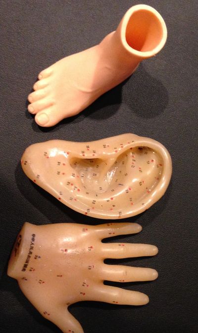 Plastic foot, hand and outer ear models used in reflexology courses at Reflexology Academy NW 