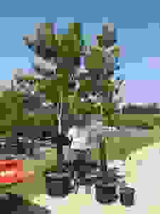 image56