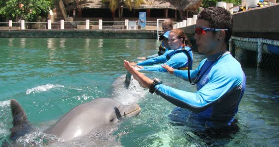 Animal Training students applying positive reinforcement as a skilled dolphin trainer