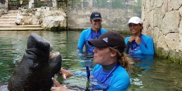 Animal training using the power of positive reinforcement with manatees.