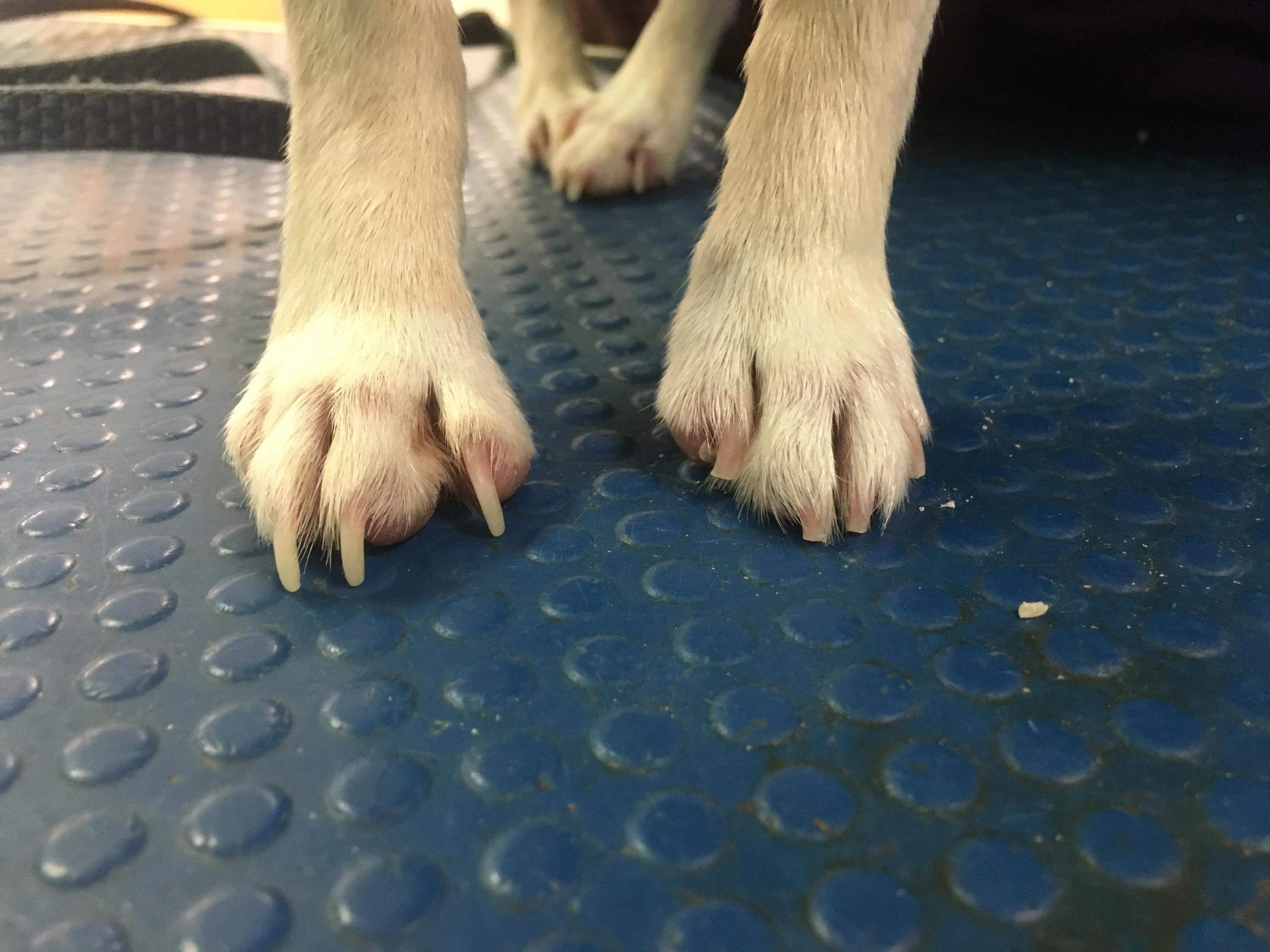 why long nails are bad for dogs