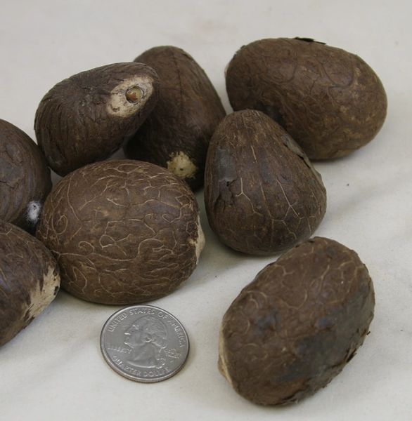 Whole Large Tagua Nut (Vegetable Ivory) MDI Woodcarvers Supply