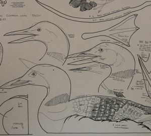 Common Loon - Decoy Pattern | MDI Woodcarvers Supply