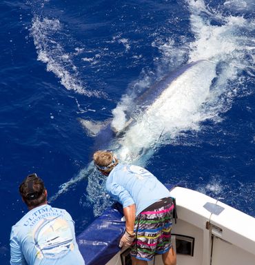 A Big black marlin ready for release onboard Ultimate Lady