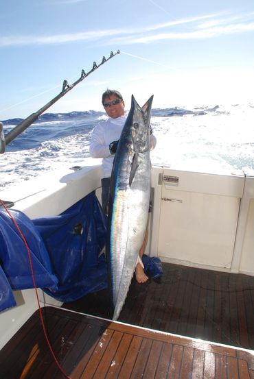 enormous Wahoo in the Australes, French Polynesia 