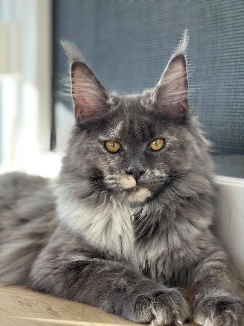 Maine Coon Kittens For Sale