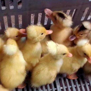 Curso personalizado criaderos de aves de granja como patos, pavos, Piscos