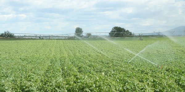 Potatoes in a field with sprinklers