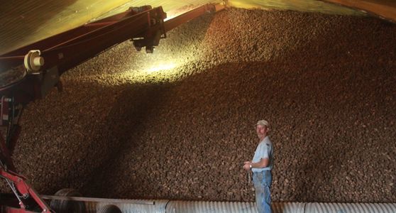 potato pile in cellar