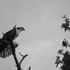 Osprey perched at sunset in the Chesapeake Bay region.