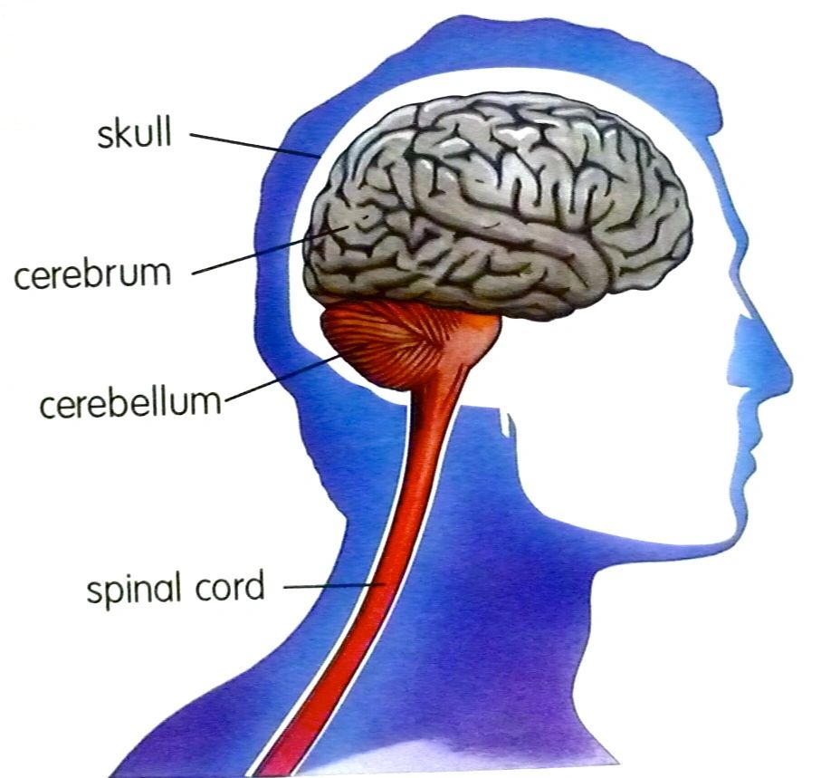 computerized brain gym