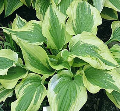 Hosta 'Silk Road' | New Forest Hostas and Hemerocallis