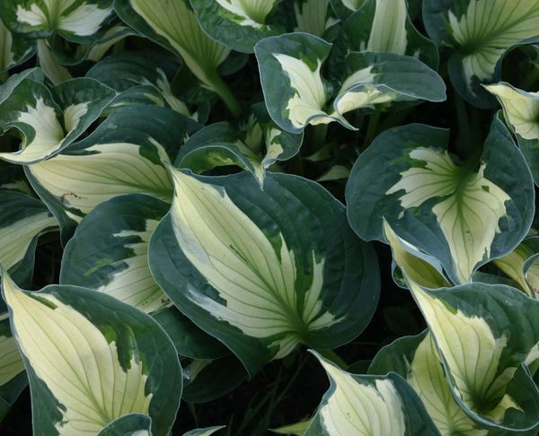 Hosta 'Colored Hulk' | New Forest Hostas and Hemerocallis