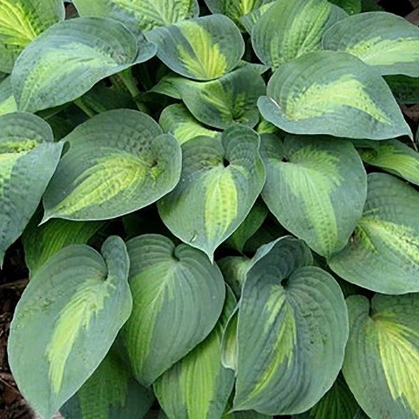 Hosta 'Saint Paul' | New Forest Hostas and Hemerocallis