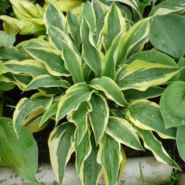 Hosta 'Bobcat' | New Forest Hostas and Hemerocallis