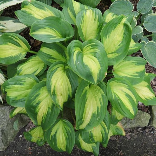 Hosta 'Emerald Charger' | New Forest Hostas and Hemerocallis