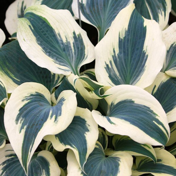 Hosta 'Firn Line' | New Forest Hostas and Hemerocallis