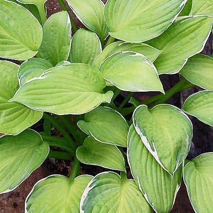 Hosta 'Moonlight' | New Forest Hostas and Hemerocallis