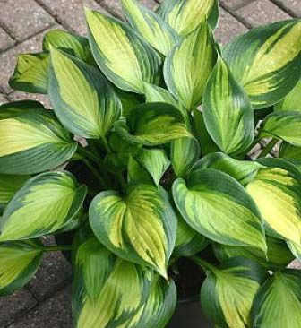 Hosta 'Justine' | New Forest Hostas and Hemerocallis