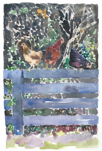 Black Fences with 3 Hens