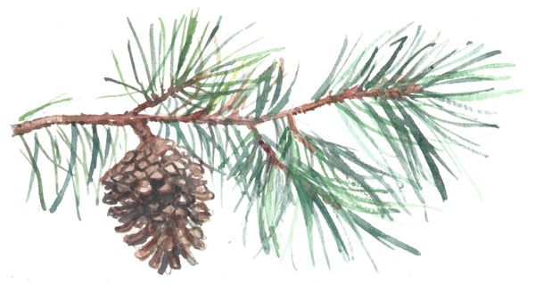 12 Printed Place Cards with One Pine Cone