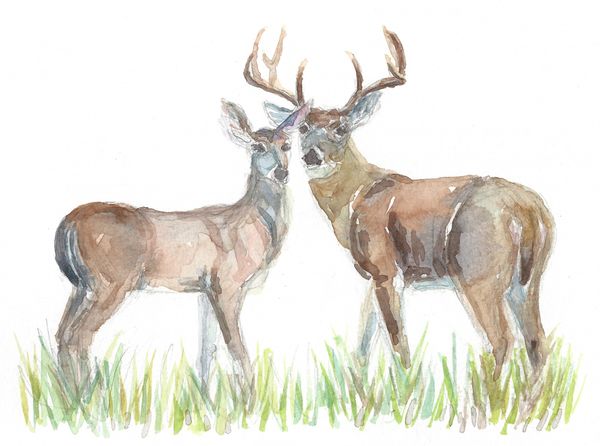 Original Watercolor - Deer Couple