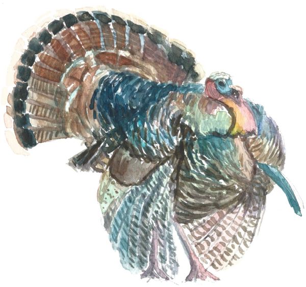 12 Printed Place Cards of Male Turkey Strutting