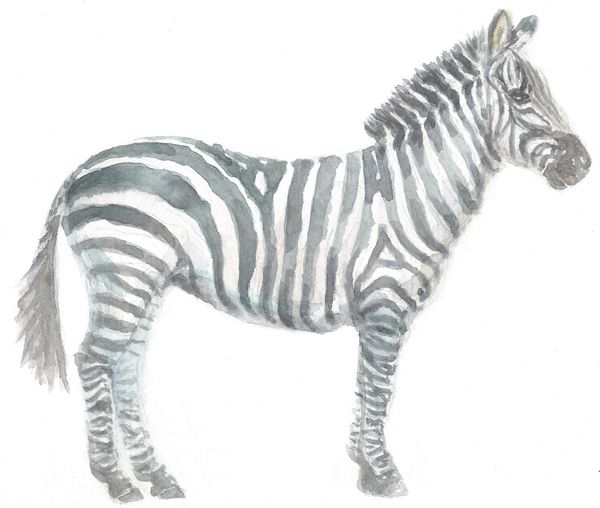12 Printed Zebra Cards