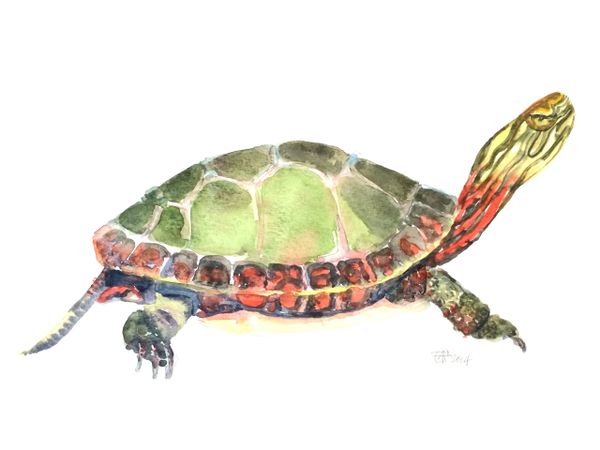 6 Printed Turtle Gift Tags/Enclosures