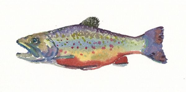6 Printed Trout Gift Tags/Enclosures