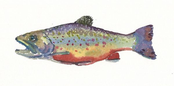 Trout Note Cards
