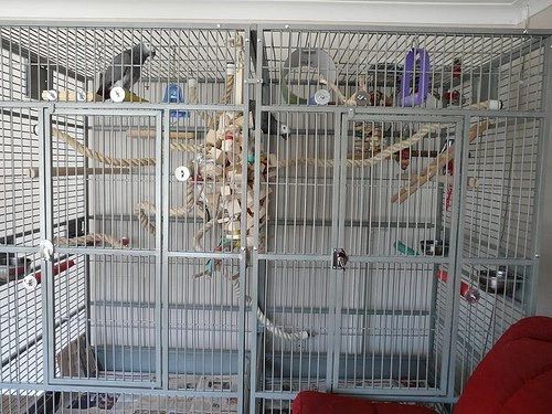 Double bird 2025 cages for sale