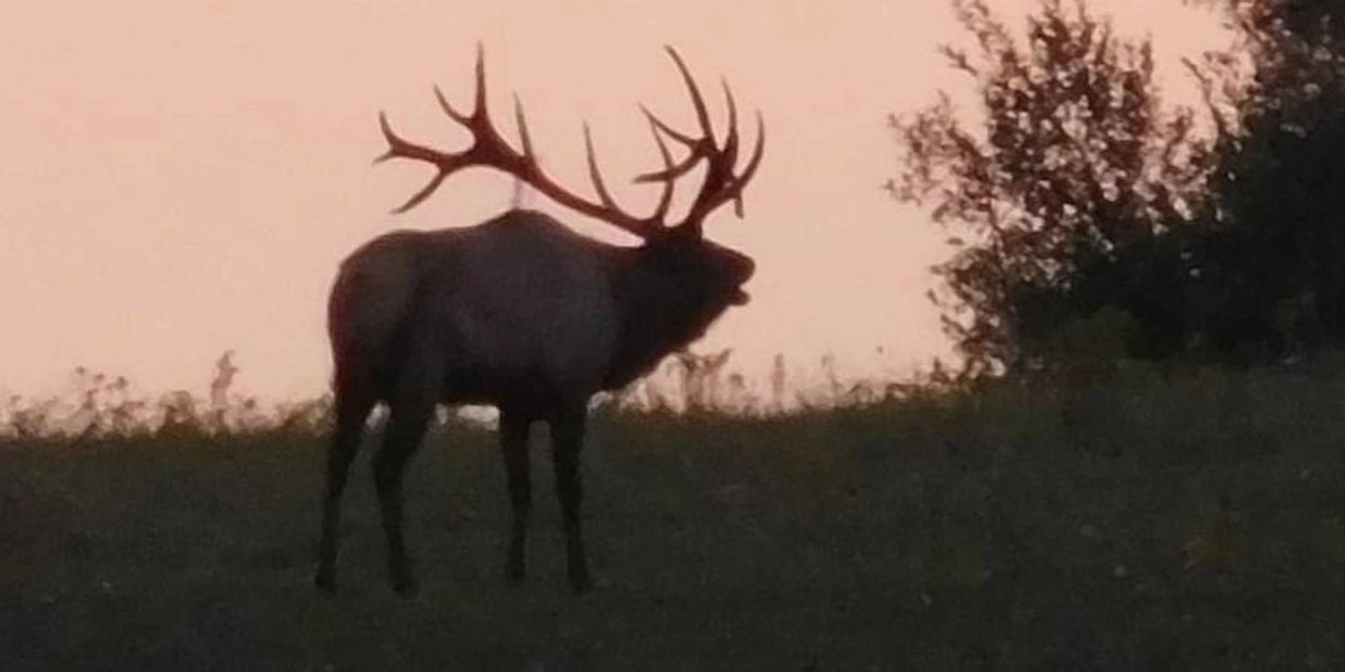 Pennsylvania Bull Elk