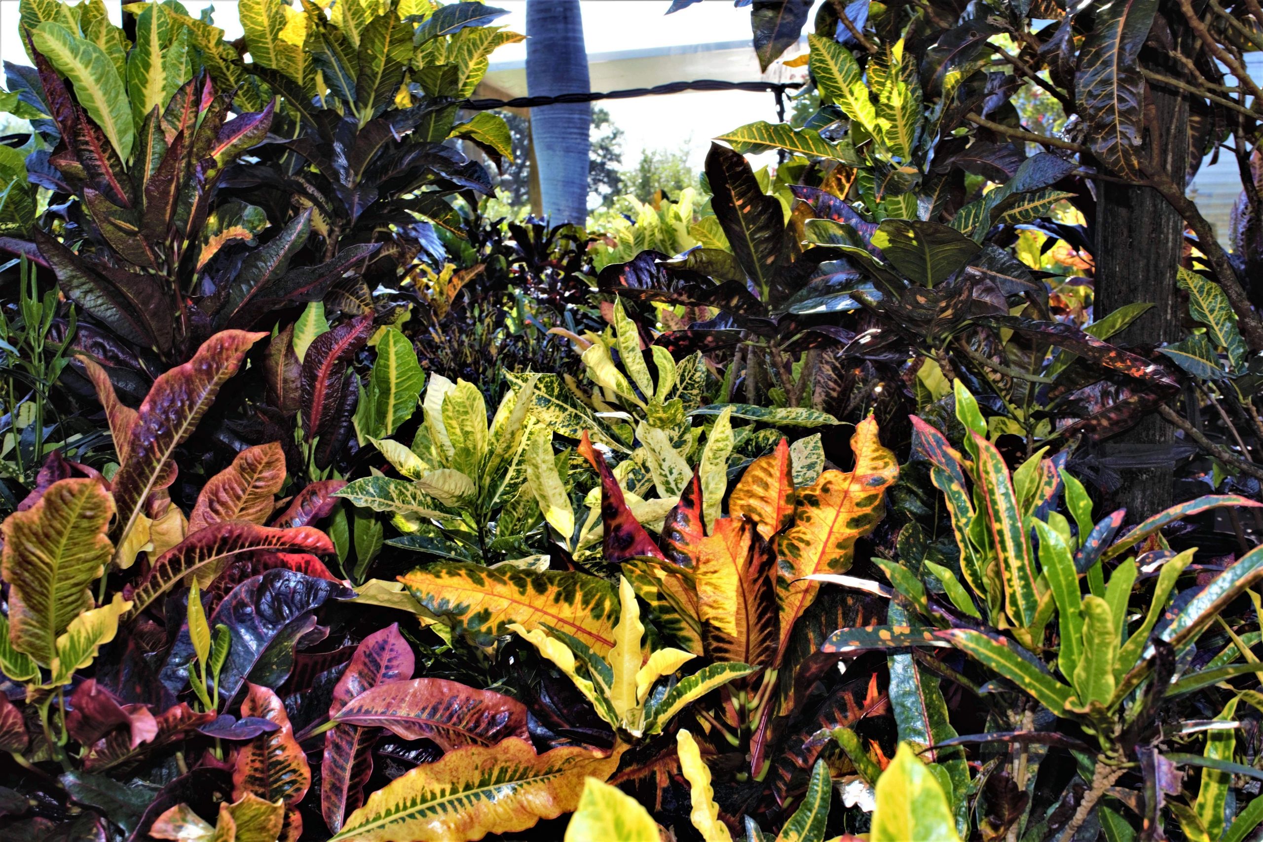 Collectors Corner Peters Croton Nursery collectors-corner-peters-croton-nursery