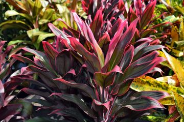 Order Ti Plants | Peters Croton Nursery