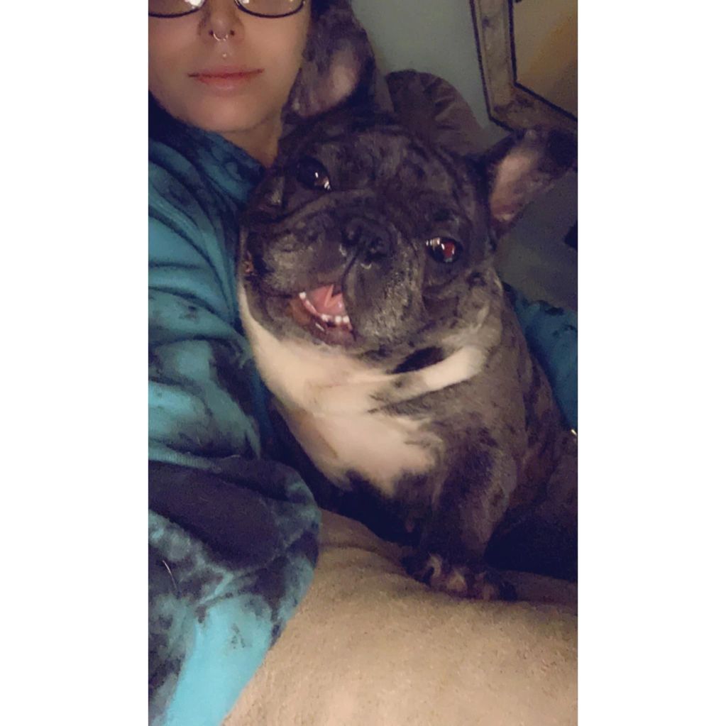 Merle french bulldog Houston Texas