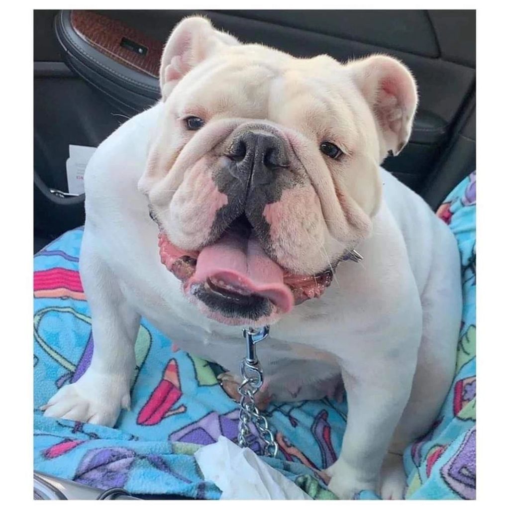 Solid White English Bulldog Female