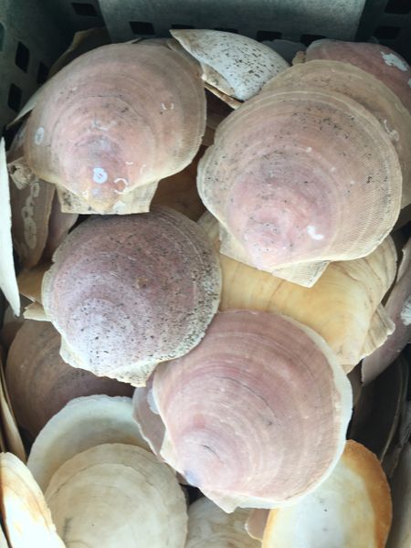 Maine Sea Scallop Shells