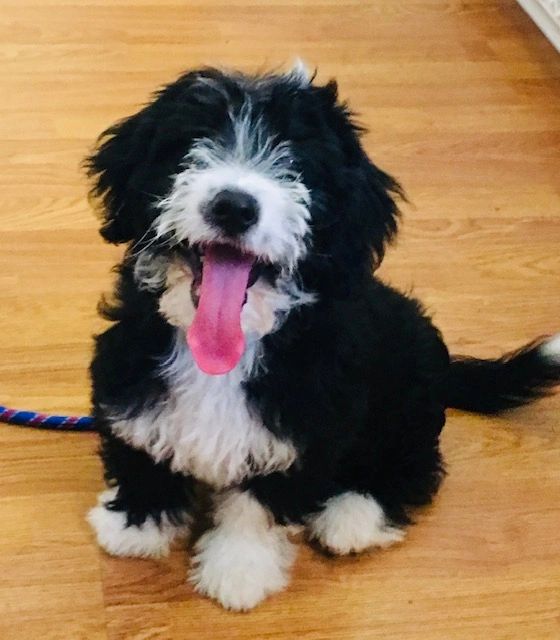 Puppy Training Florida