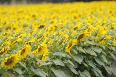 A vast field of blooming sunflowers under soft daylight.